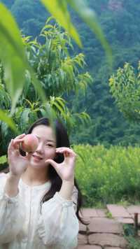古村甜蜜桃不掉，採摘+避暑+插水，不擺了~