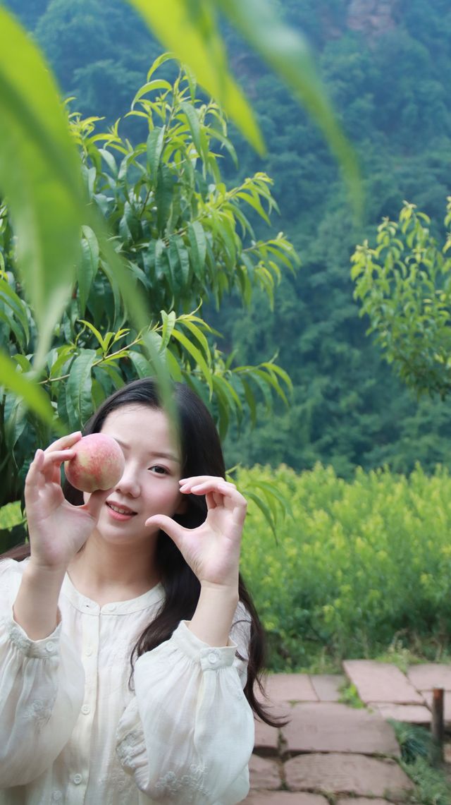 古村甜蜜桃不掉，採摘+避暑+插水，不擺了~