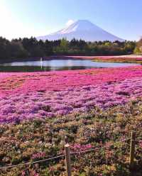 富士本栖湖·限定芝櫻祭。