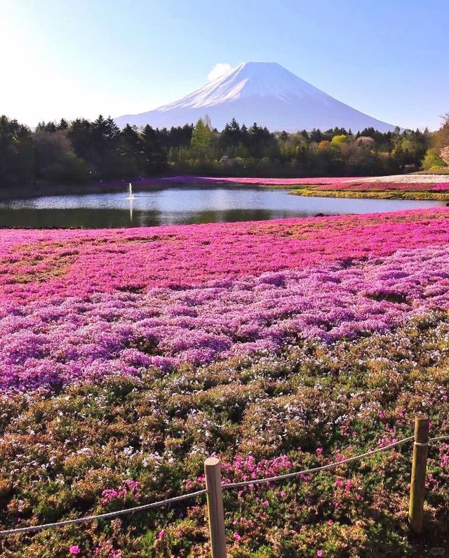 富士本栖湖·限定芝櫻祭。