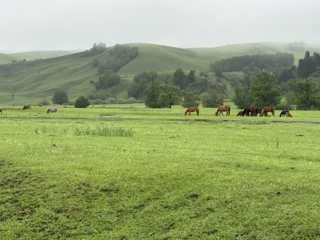 Pastoral Song of the Grasslands