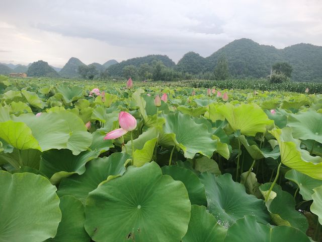 來青龍山拍日落，天鵝湖賞荷花