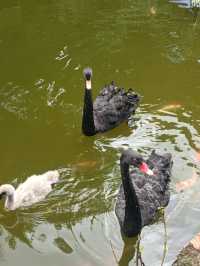 深圳探秘 | 有丁达尔效应的热带雨林