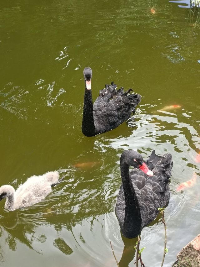 深圳探秘 | 有丁达尔效应的热带雨林