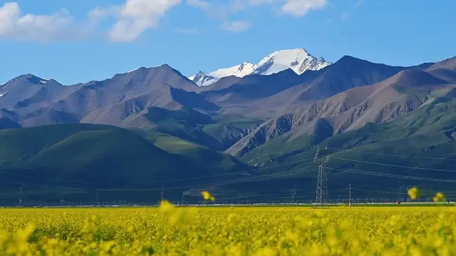 炎炎夏日，去門源賞油菜花吧！