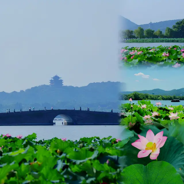 杭州西湖｜接天蓮葉無窮碧🪷映日荷花別樣紅