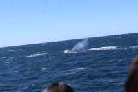 Walking with whales, how fortunate indeed👏