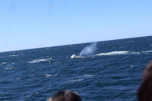 Walking with whales, how fortunate indeed👏
