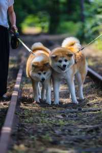 與秋田犬初次親密接觸-夏日陸奧千里行【十】。