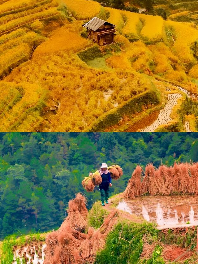 這麼說吧，貴州的秋景在國內基本沒有平替……|||