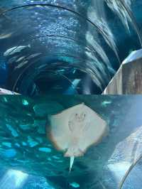 長沙海底世界。