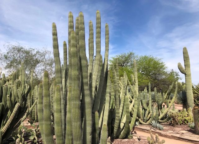 鳳凰城的綠色奇蹟：探秘沙漠植物園。
