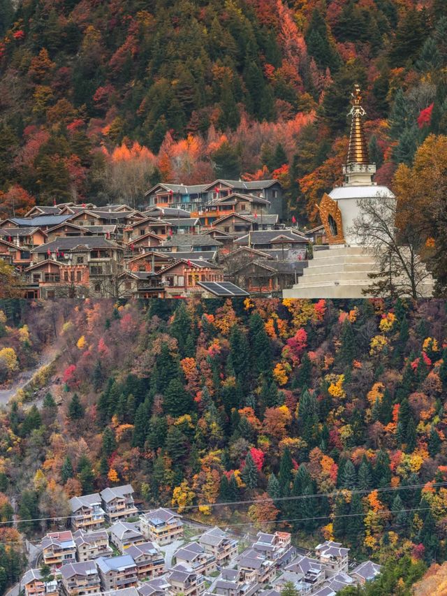 川西的秋景！比起四姑娘山，我更愛這個免費彩林。