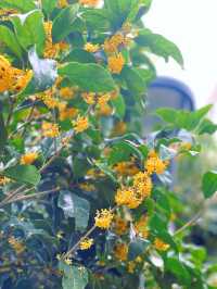 滿園桂雨！一起去尋覓那「桂花味」的秋天。