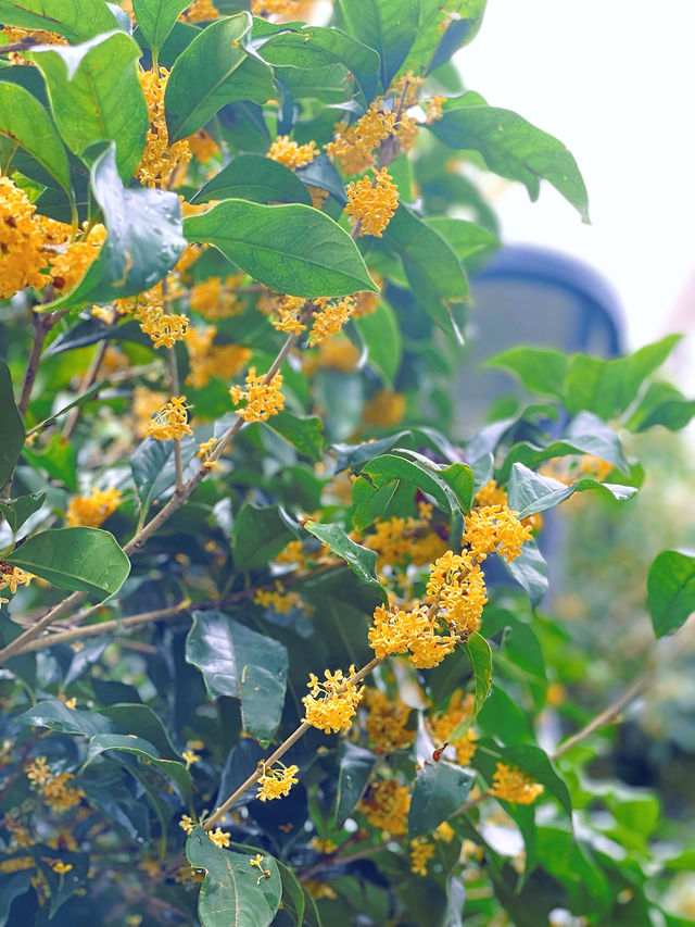 滿園桂雨！一起去尋覓那「桂花味」的秋天。