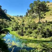 Blue Spring Putaruru such an amazing look