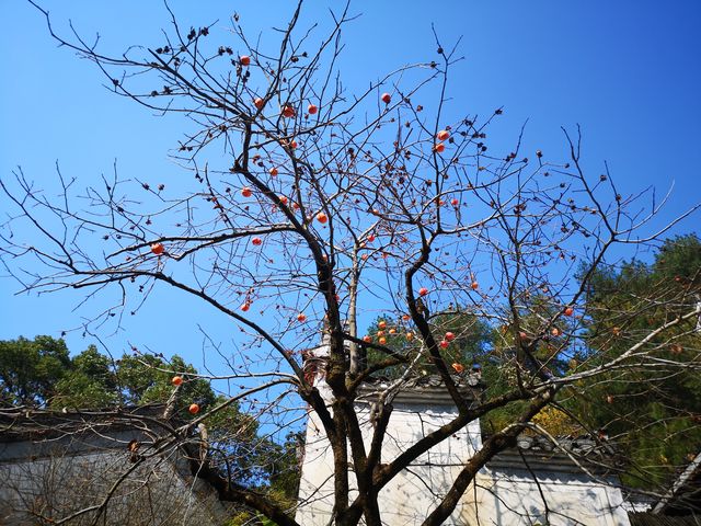 來篁嶺曬個秋！～秋日婺源不可錯過！。