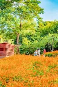 佛山花海千燈湖公園硫華菊盛裝出戰。