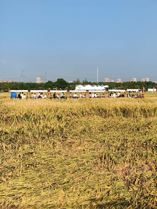 可以衝嘉北郊野公園的稻田（附保姆級攻略）。