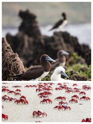 [Australia Adventures: From Red Crab Migration to Lavender Romance]