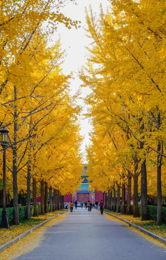 地壇公園銀杏，不用門票的西門才是最美的！
