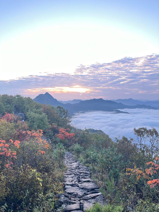 鎮安海棠山|雲海深處見海棠。