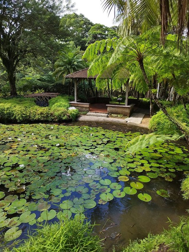 馬提尼克小眾秘境｜驚艷！闖入熱帶雨林中的伊甸園。