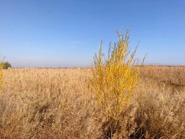 張掖國家濕地公園。
