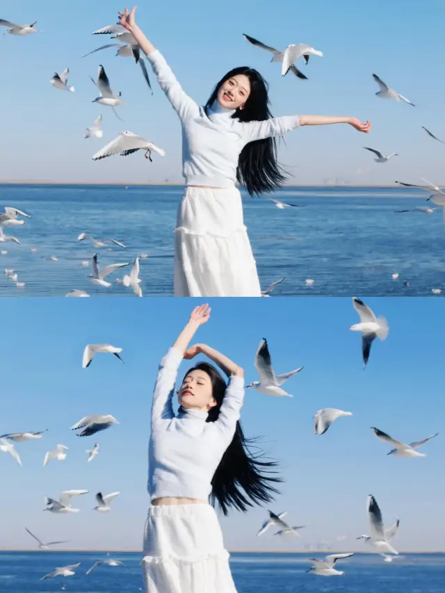 天津觀賞海鷗最值得去的兩個地方 超全攻略。