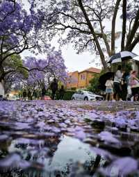 Experience the Purple Romance of Jacaranda Season in Sydney