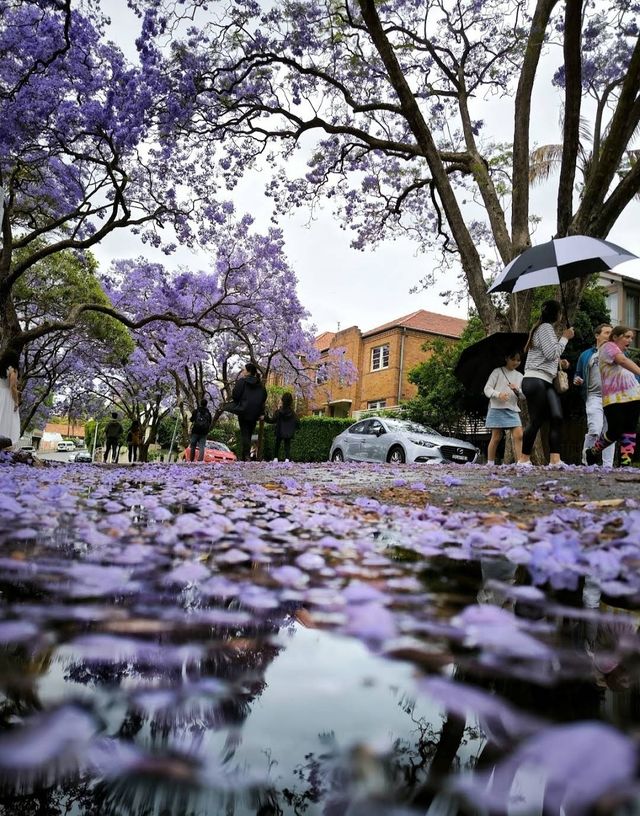 Experience the Purple Romance of Jacaranda Season in Sydney