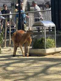 Nagoya Higashiyama Zoo and Botanical Gardens