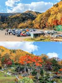 札幌賞楓圖鑑：豐平峽溫泉。
