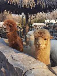 青島森林野生動物世界的遊玩攻略來啦。。