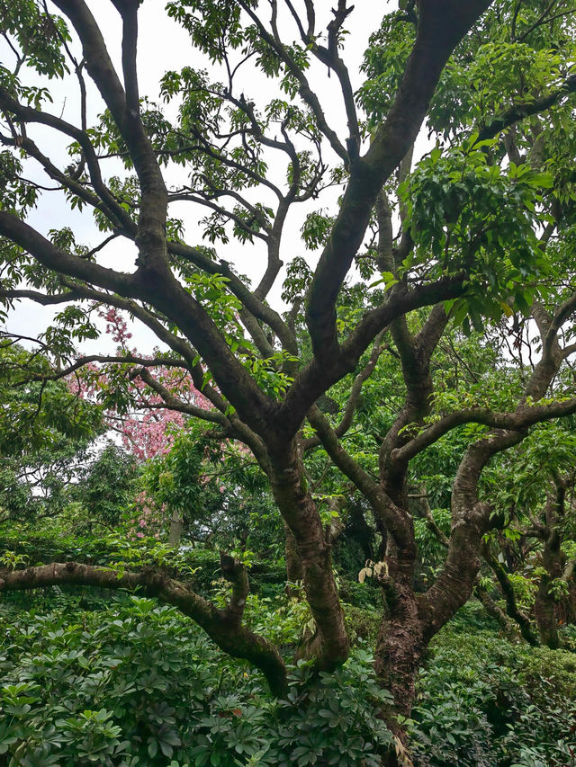 東莞大屏障森林公園像詩畫？一起來看看吧