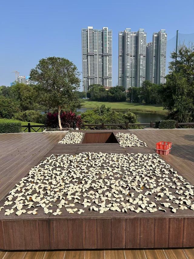 廣東人民的曬秋季來了