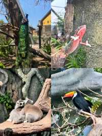 敢不敢來迪拜野生動物園逛逛