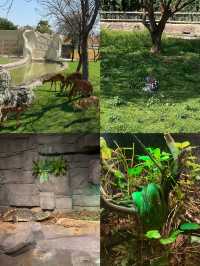 敢不敢來迪拜野生動物園逛逛