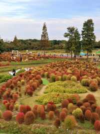 花開海上實拍附親子遊園攻略必收藏！