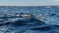 Sri Lanka Whale Watching Guide: Experience the Majestic Whales