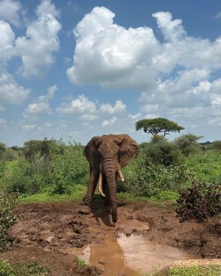 Explore Kenya and Discover the Charm of Africa