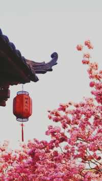 《江門之旅：圭峰山與紫花風鈴木的奇妙之行》