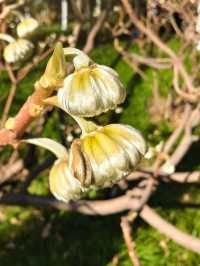 豐慶公園春已至，美好終將來臨！
