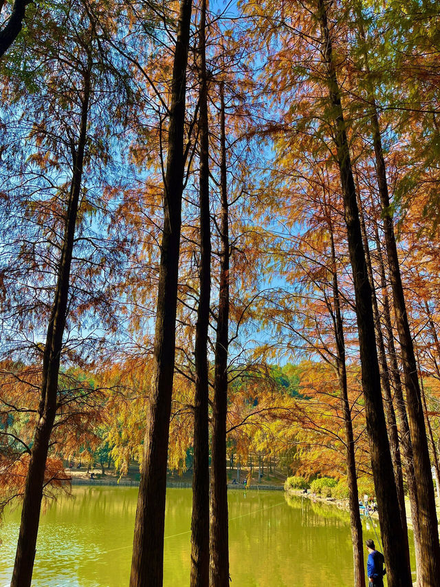 🍂 深圳的秋冬美景 - 蓮花山落羽杉 🍂