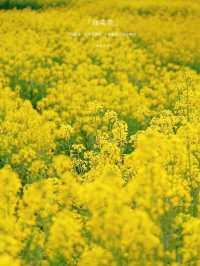 ————深圳市光明歡樂田園的油菜花海之美