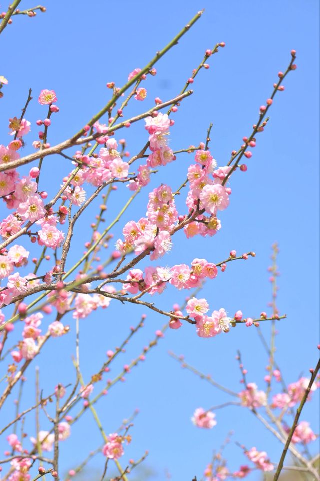 桂林西山公園的臘梅開啦 