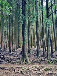5日暢遊江西南昌-廬山-景德鎮 玩轉不停歇