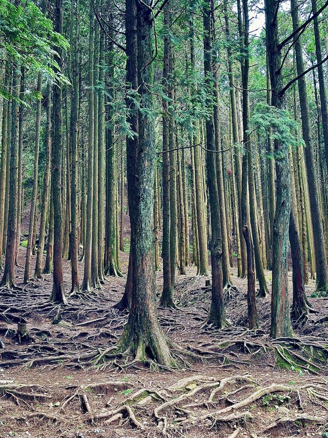 5日暢遊江西南昌-廬山-景德鎮 玩轉不停歇
