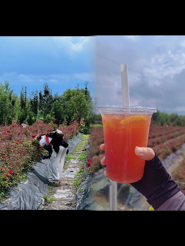 如歌的旅程來到大理一個超級美麗且浪漫的地方