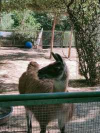 西寧野生動物園：一場熱血沸騰的動物奇遇之旅